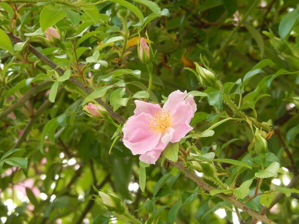 Rosa laevigata rosea, Shiho Izumi, Japan 6.jpg