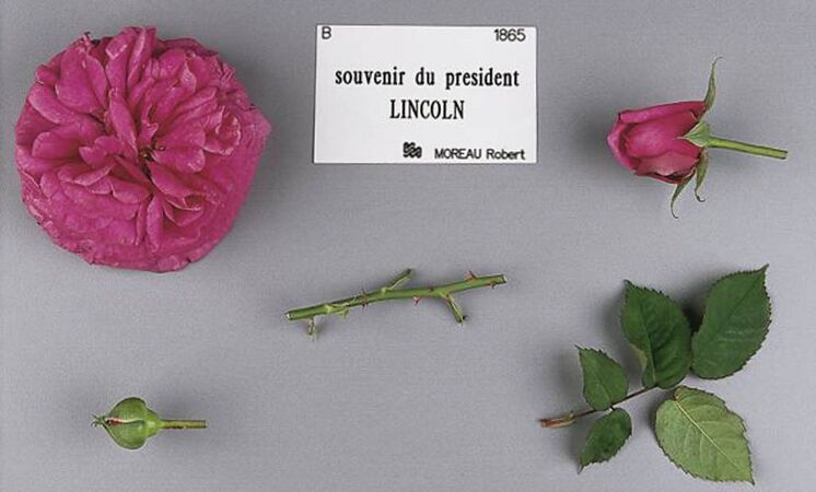 Souvenir du Président Lincoln, Stéphane Barth, L'Haÿ 4-2-w.jpg