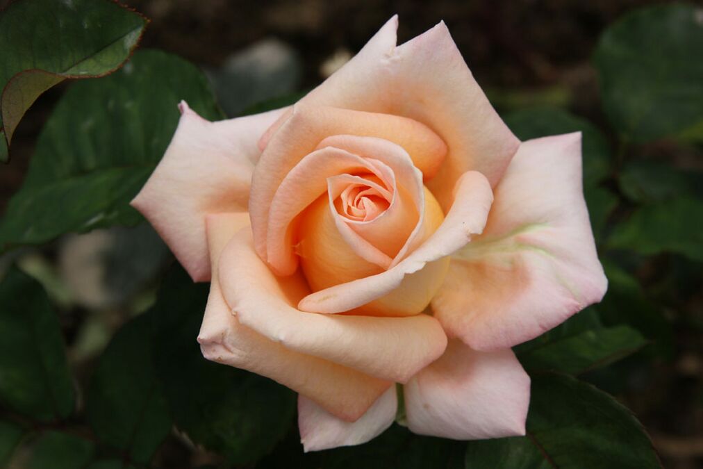 Anne Harkness RoseBiblio