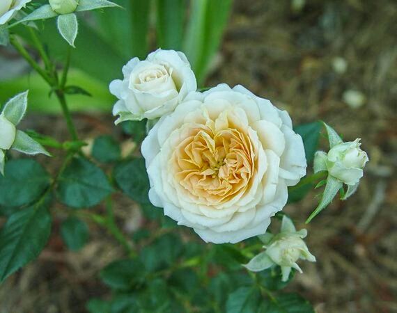 Lady Sunblaze, Beth's Northern CA Rose Garden 2-2-w.jpg