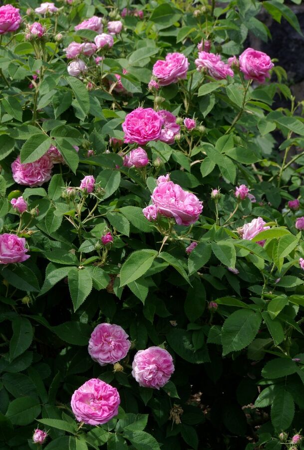 La Ville de Bruxelles – Rose-Biblio