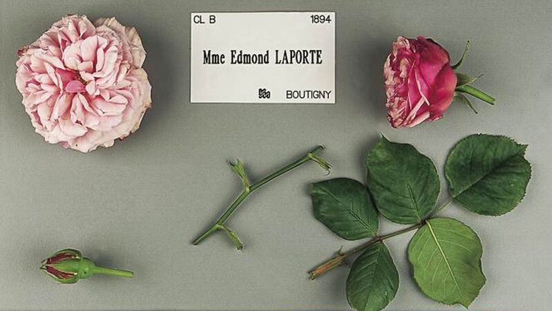 Madame Edmond Laporte, Stéphane Barth, L'Haÿ 2-2-w.jpg