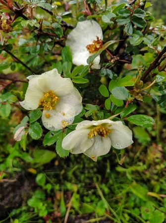Rosa sericea, Nepal, GBIF 4-2-w.jpg