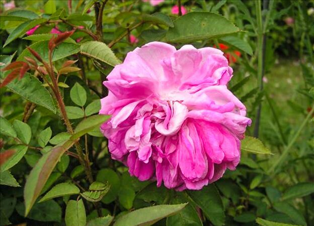 La Malibran - hybride rosa x centifolia muscosa-w.jpg