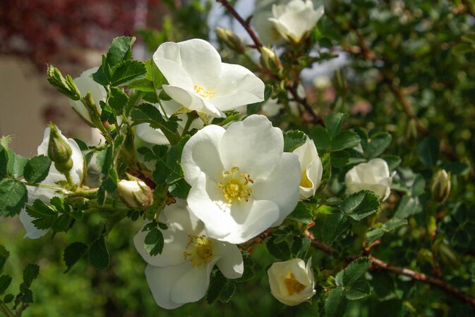 Bibernell-Rose Rosa Pimpinellifolia 100 graines quantités remise!!!