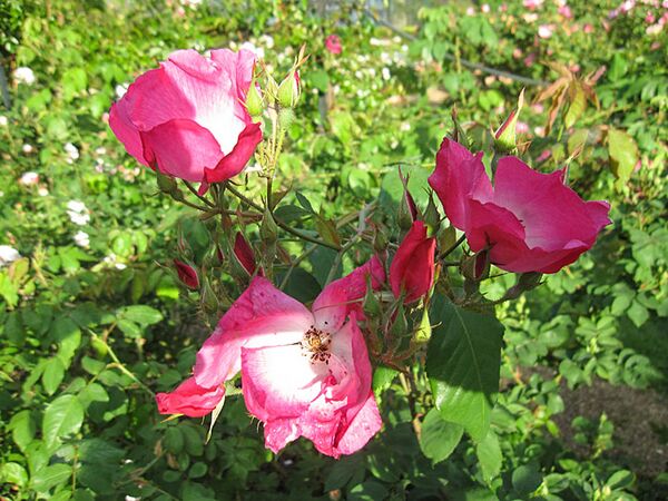 Rosa chinensis var. spontanea, L'Haÿ, -3-w.jpg