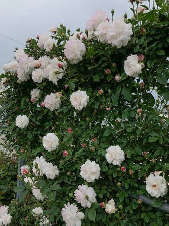 Rosa × odorata 4-1-w.jpg