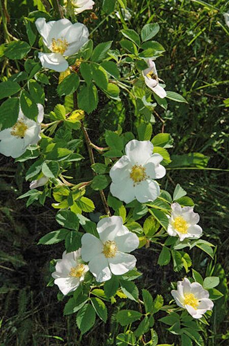Rosa laxa Retz. var. laxa – Rose-Biblio