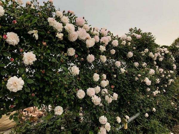 Rosa × odorata 3-1-w.jpg