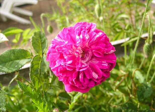Samuel de Champlain - hybride rosa x centifolia muscosa-w.jpg