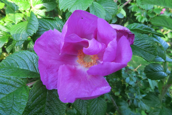 R.rugosa, Ostergaard 4.PNG