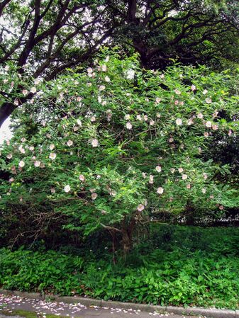 Rosa roxburghii hirtula, treeflower.la.coocan 1-w.jpg