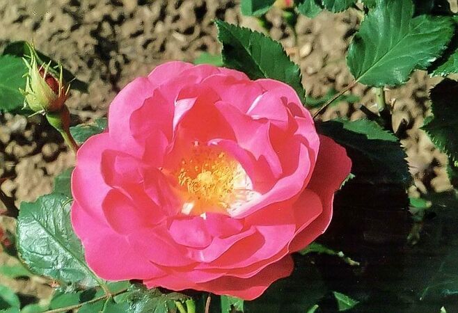 Rosa macrantha düster filtered-3-g.jpg