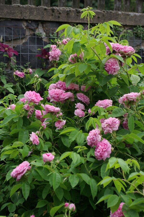 La Ville de Bruxelles – Rose-Biblio