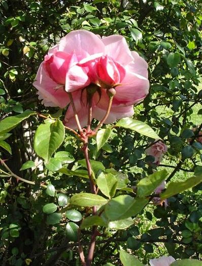 Almerta Orchard Pink 2, Pat Toolan, Barossa Old Rose Repository-w.jpg