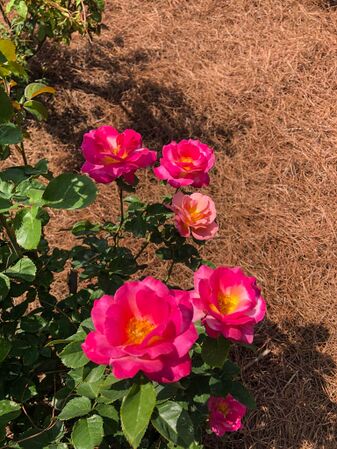 Coffee Country, Ruth;s Rose Garden, Florida Southern College, Malcolm Manners 8-1-w.jpg