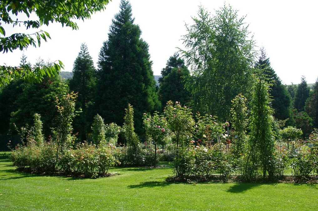 Rosengarten Ettenbühl RoseBiblio