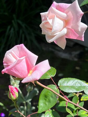 Madame Antoine Mari, Heritage Roses in Australia 2.jpg