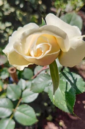The AHSI Bicentenary Rose 7-1-w.jpg