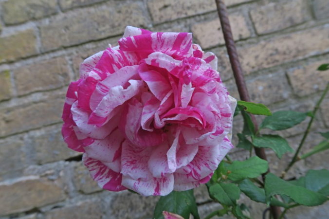 Moore's Striped Rugosa 6.PNG
