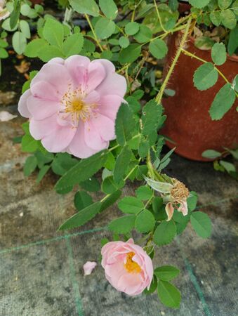 R. pimpinellifolia 'Single Perpetual', Annalisa Rose Gloria 3-2-w.jpg
