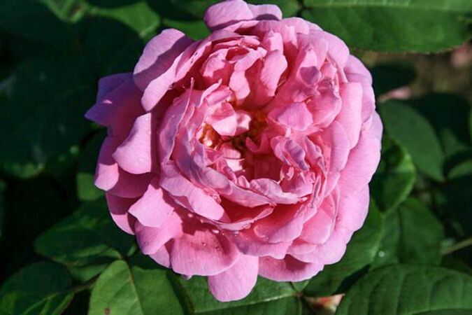 Rose de Alhambra, W. Ruf, 3-w.jpg