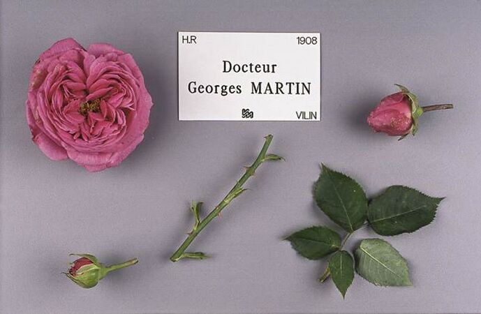 Docteur Georges Martin, Stéphane Barth, L'Haÿ 1-2-w.jpg