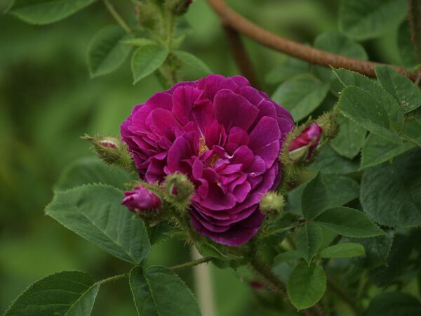 Rosa Centifolia-Henry Martin-2020-06-13- 6138870.jpg