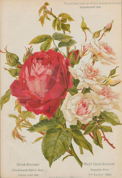 Ulrich brunner 1886 t.jpg
