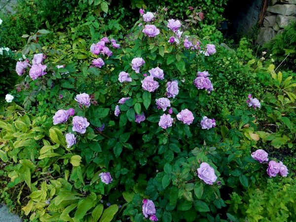 Lilac Blush 1.jpg