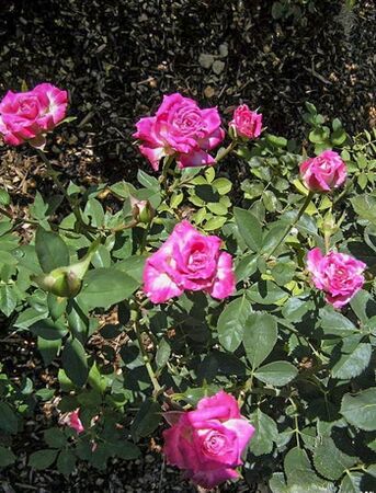 MargareteFuchs, Amy's Idaho Rose Garden-w.jpg