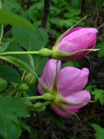 Rosa acicularis Lindl. subsp. sayi (Schwein.) W.H.Lewis, Alaskawildfloers.us 5-2-g.jpg