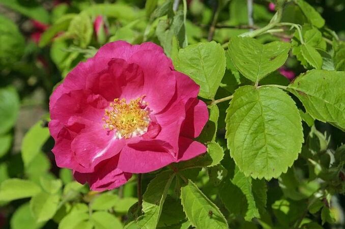 Rosa gallica officinalis filtered-3-g.jpg