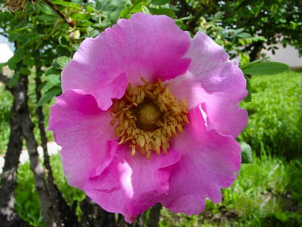Rosa praelucens, Fang Zhendong, Shangri-La Alpine Botanical Garden 2-6-w.jpg