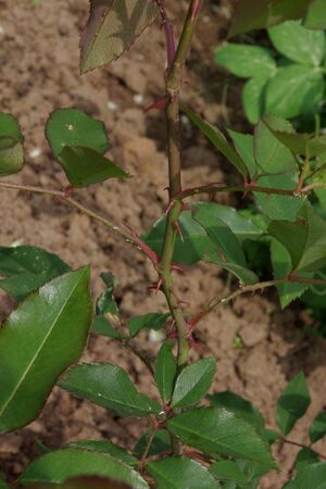 IMGP9150-w.jpg