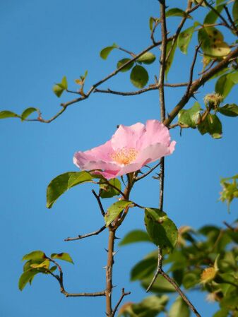 Rosa laevigata rosea, Shiho Izumi, Japan 3.jpg