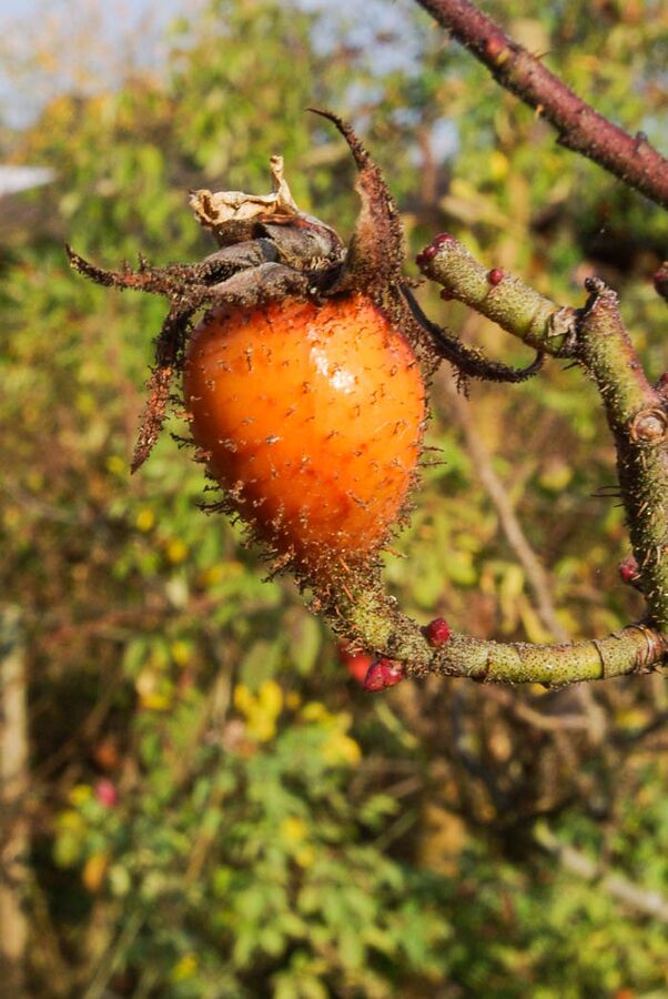 Marie de Blois RoseBiblio