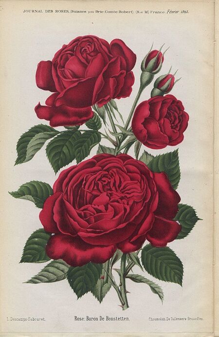 Baron de Bonstetten RoseBiblio
