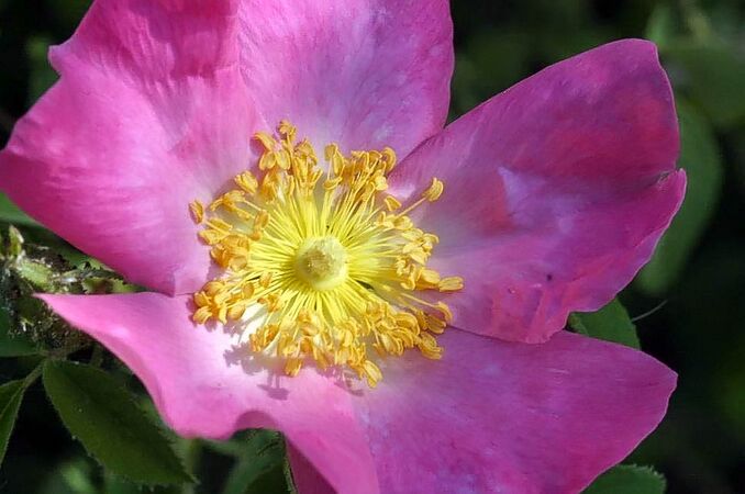 Rosa gallica pumilla filtered-3-g.jpg
