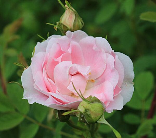 Martin Frobisher – Rose-Biblio
