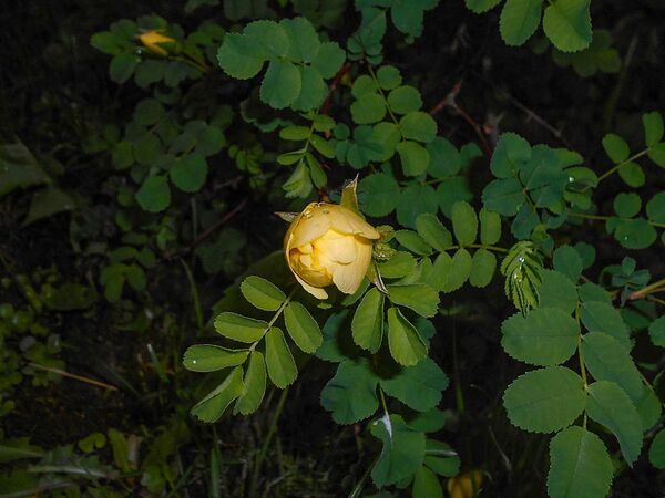 Rosa xanthina ‘Plena’, Botanical Garden in Lublin, Salycina (10)-2-w.jpg