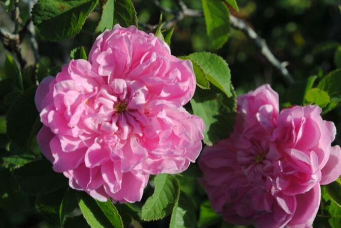 Blush Damask - unknown rose, Pat Toolan 5.jpg
