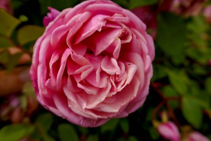 Found Rose Pamiers 10-w.jpg