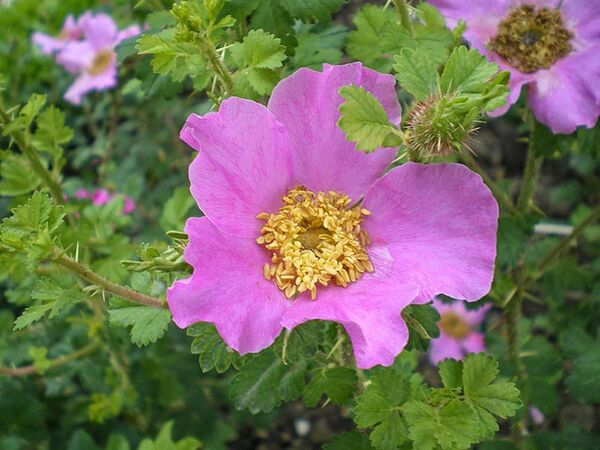 Rosa stellata var. mirifica 1-6-w.jpg