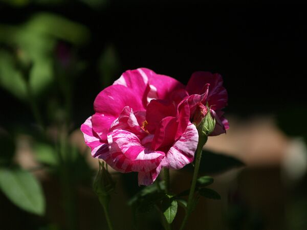 Rosa gallica-Versicolor- 6169797.jpg