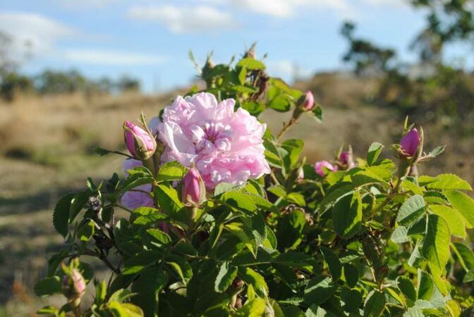 Blush Damask - unknown rose, Pat Toolan 1.jpg