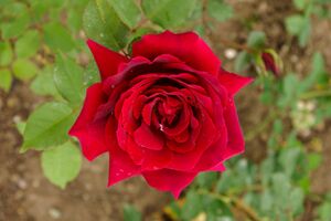 Daily Mail Scented Rose, Archer 1927 TH.-1-SGH-1-w.jpg
