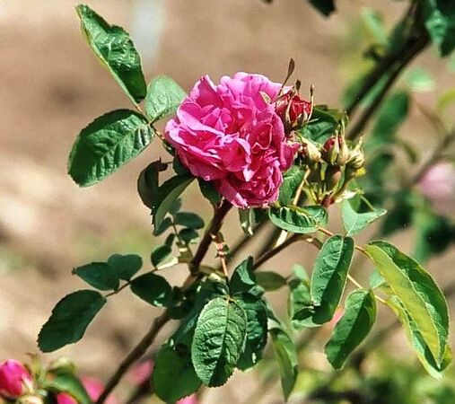 Rose du roi (lee's crimson perpetual) filtered-3-g.jpg