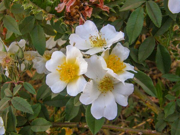 Rosa abyssinica, Malcolm Manners 1-2-w.jpg