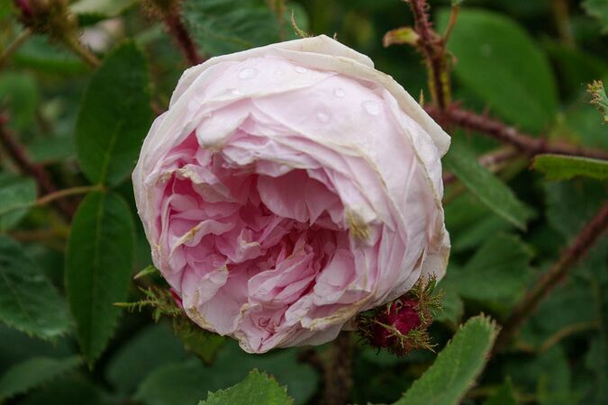 Rosa x centifolia var. muscosa f. rosea-plena, Cent. musc.-3-1-w.jpg